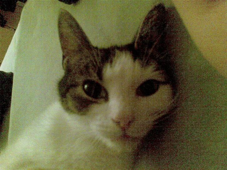 Huskat Kai billede 1