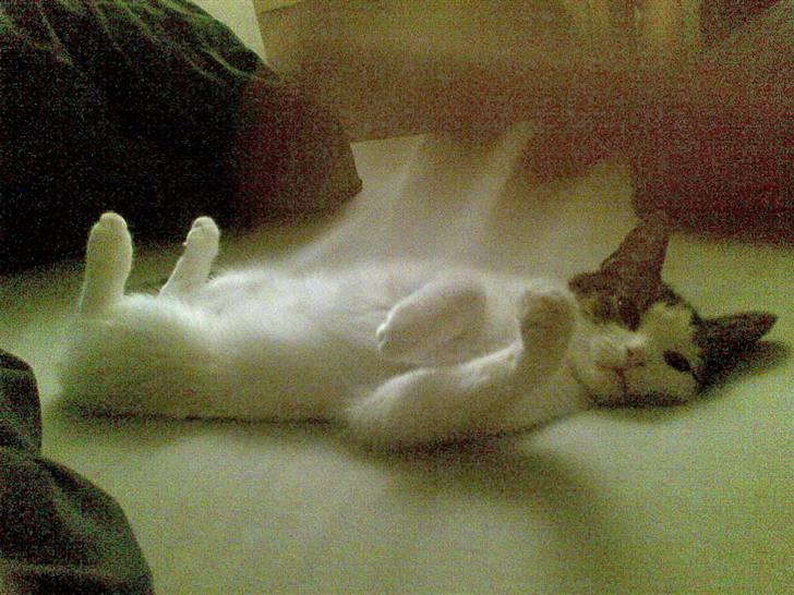 Huskat Kai billede 2