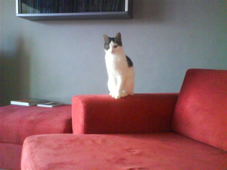 Huskat Kai billede 3