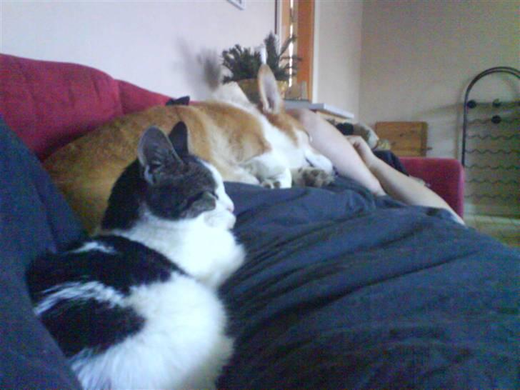 Huskat Kai billede 4