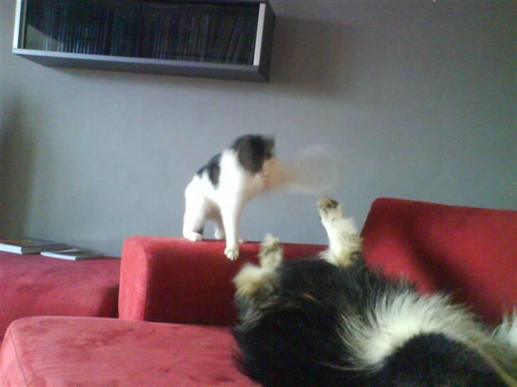 Huskat Kai billede 5