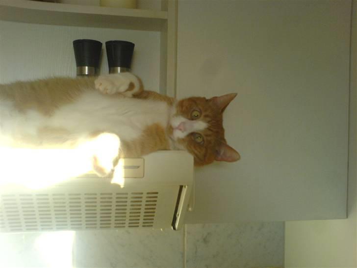 Huskat Lupo billede 1