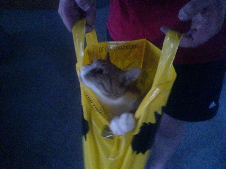 Huskat Lupo billede 2