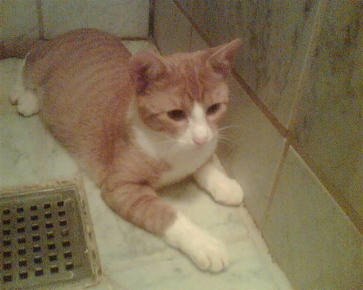 Huskat Lupo billede 3