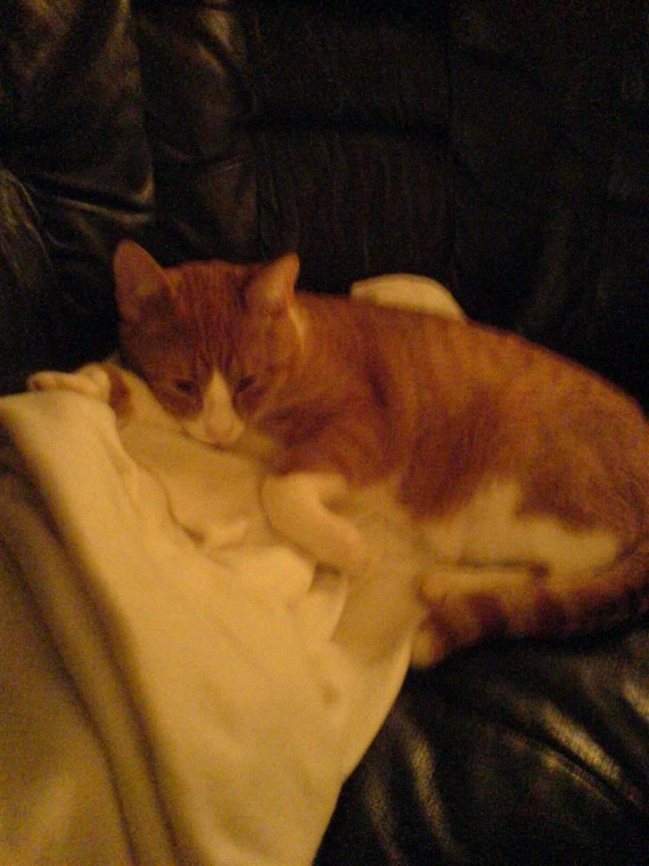 Huskat Lupo billede 4