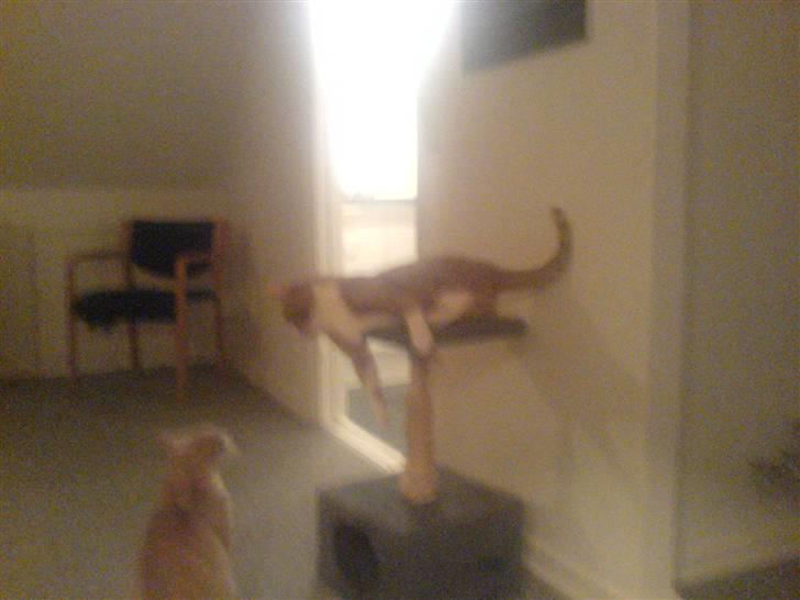 Huskat Lupo billede 5