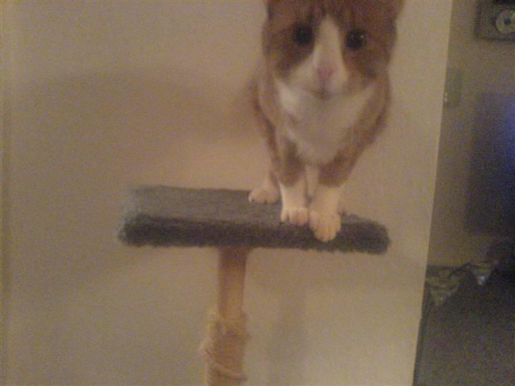 Huskat Lupo billede 6