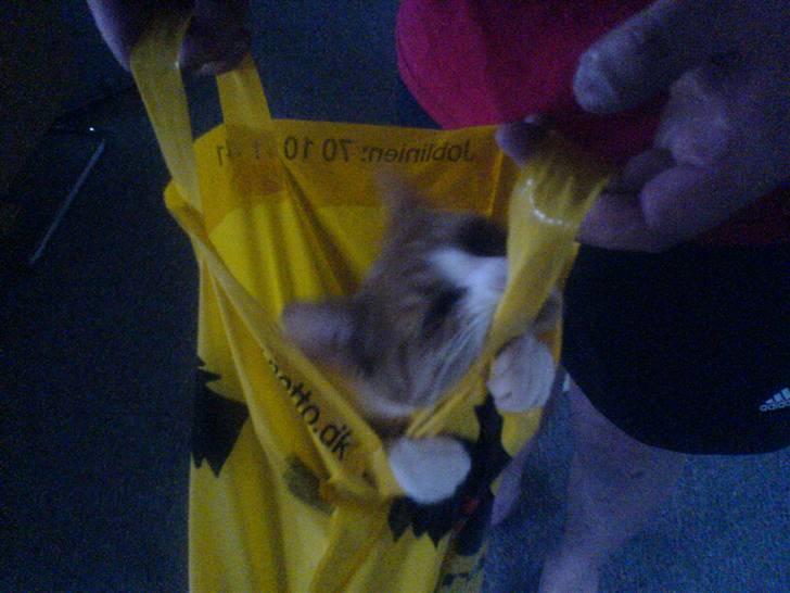 Huskat Lupo billede 7