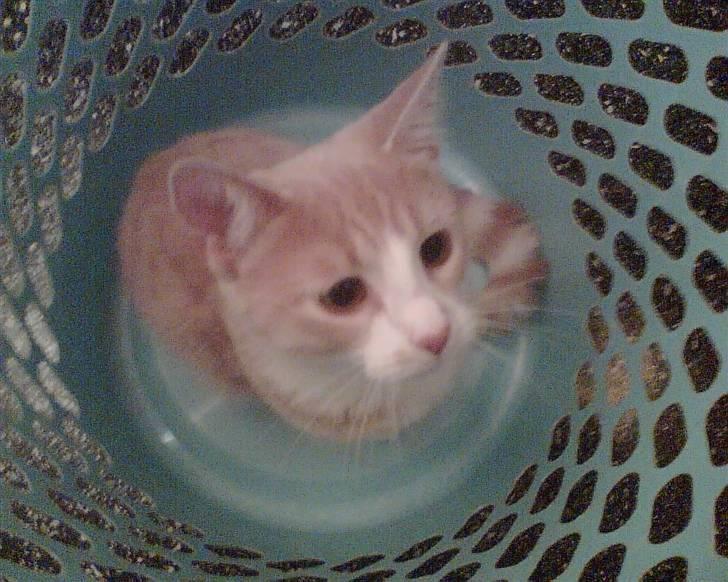 Huskat Audi * RIP* billede 1