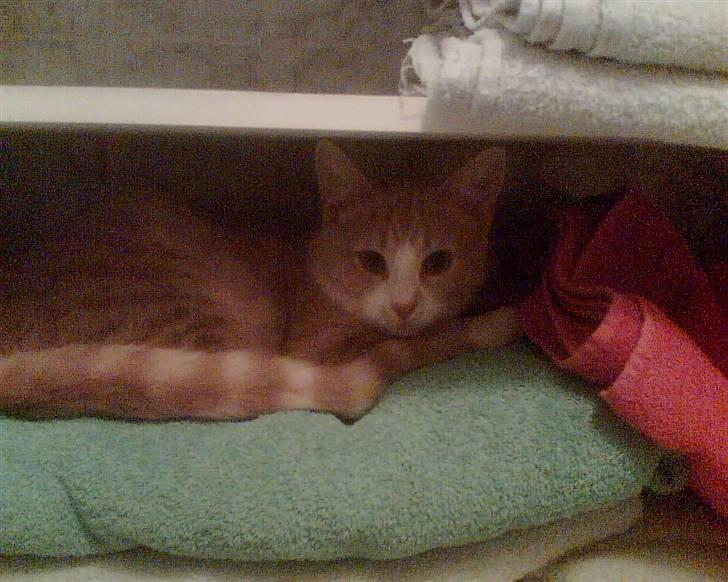 Huskat Audi * RIP* billede 2