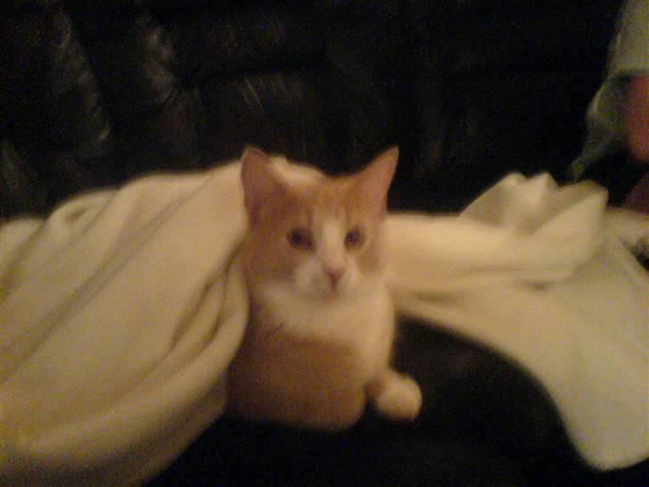 Huskat Audi * RIP* billede 3