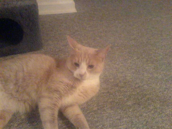 Huskat Audi * RIP* billede 4