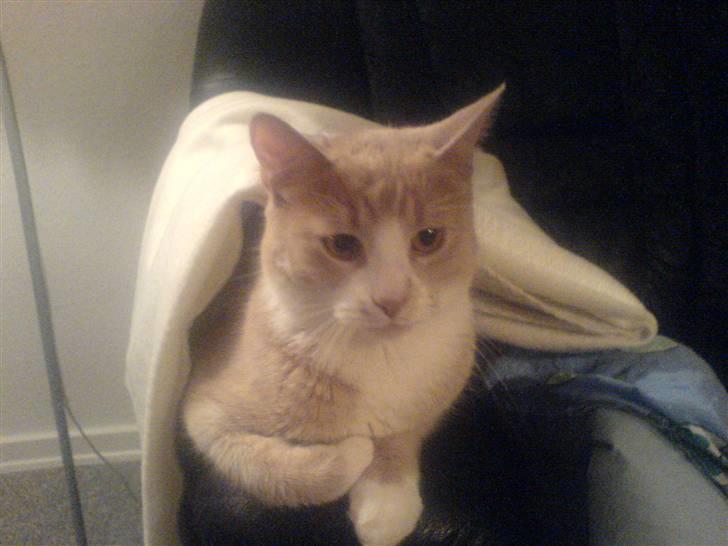 Huskat Audi * RIP* billede 5