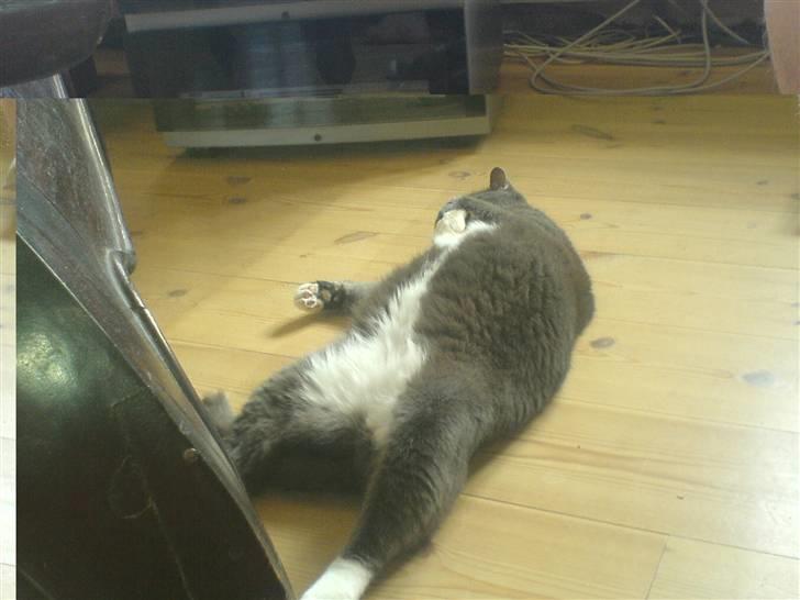 Blanding af racer Lille Mis - lille misses bedstemor. billede 4