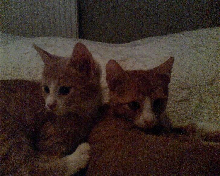 Huskat Lupo billede 8