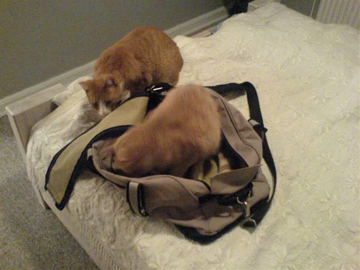 Huskat Lupo billede 9