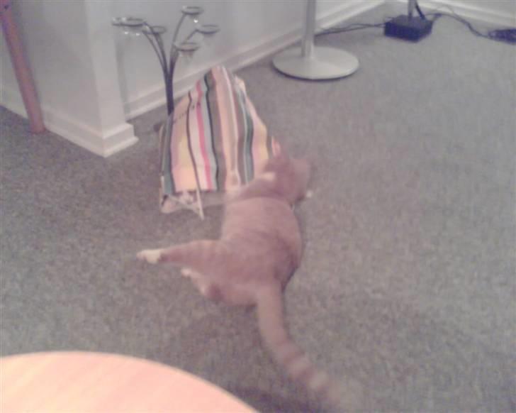 Huskat Audi * RIP* billede 7