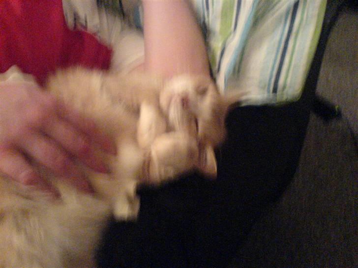 Huskat Audi * RIP* billede 8