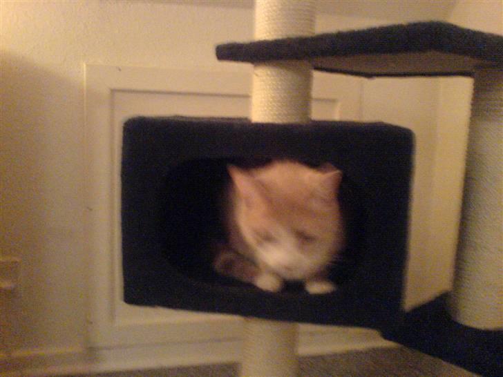 Huskat Audi * RIP* billede 9