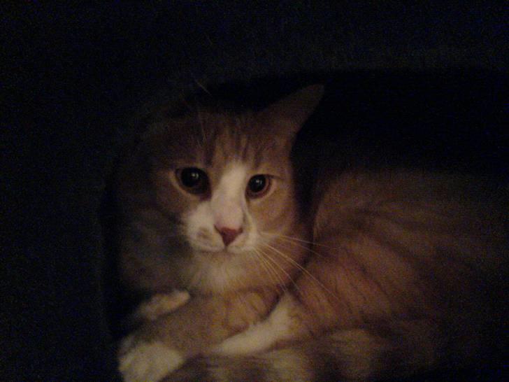 Huskat Audi * RIP* billede 10