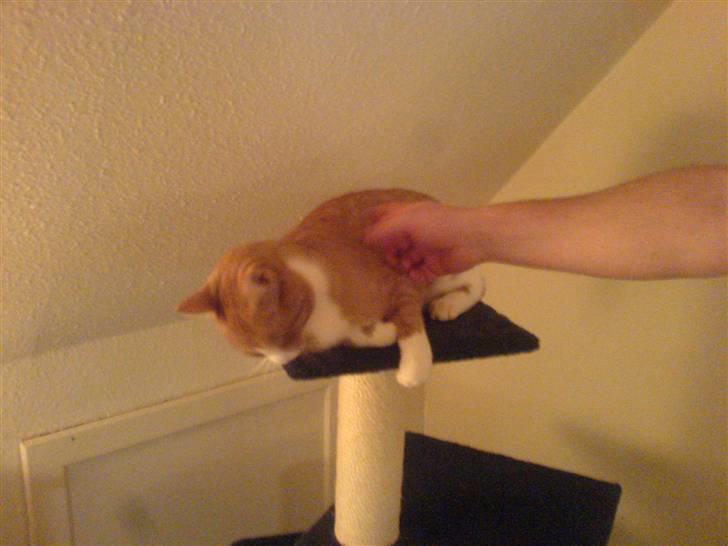 Huskat Lupo billede 10