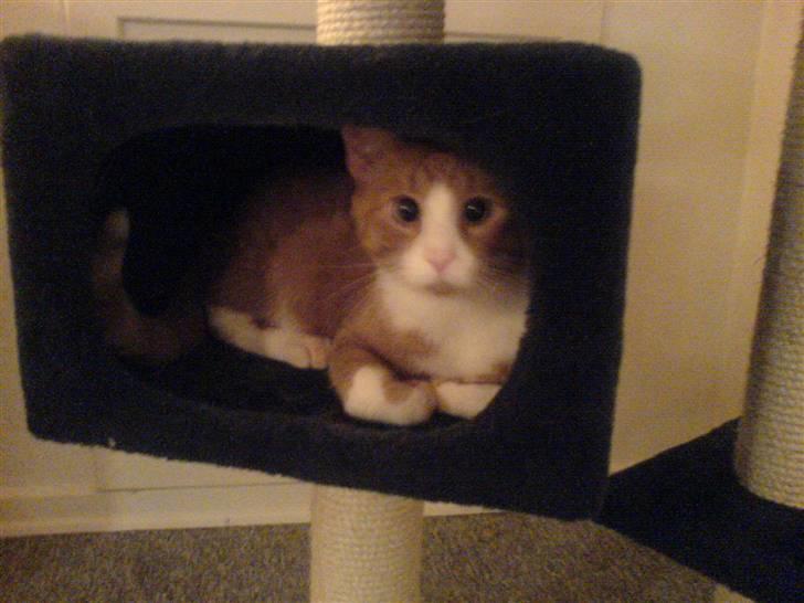 Huskat Lupo billede 11