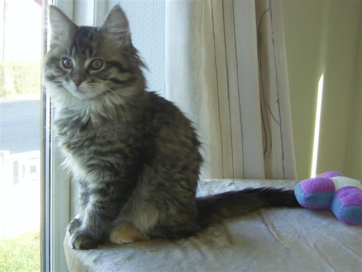 Maine Coon Nala - 12 uger gammel billede 2