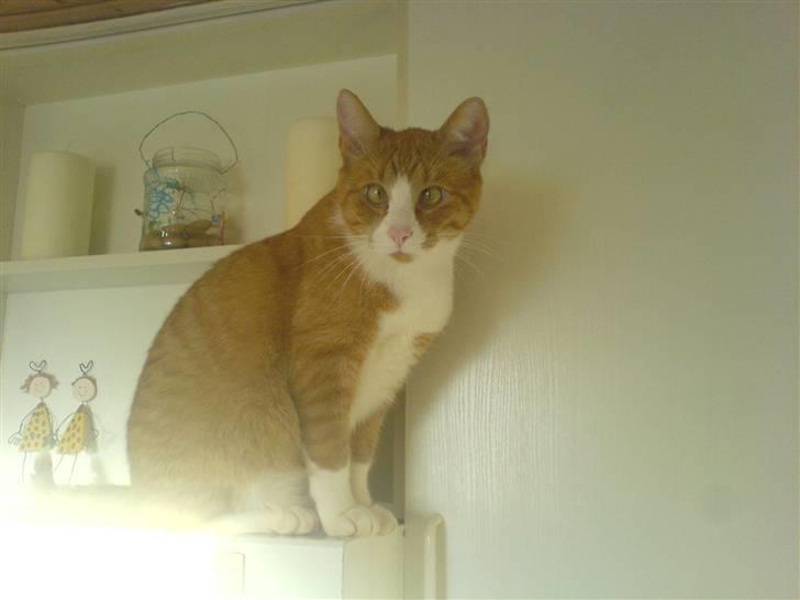 Huskat Lupo billede 12