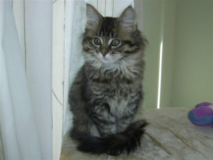 Maine Coon Nala - Er jeg ikke smuk, 12 uger billede 3