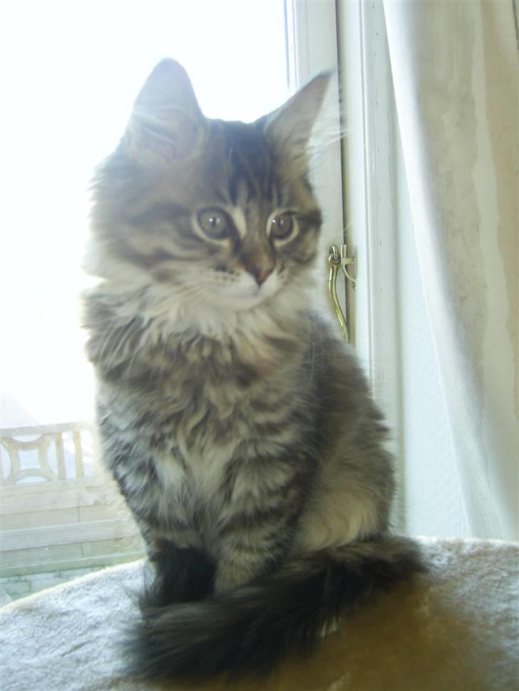 Maine Coon Nala - 12 uger gammel billede 4