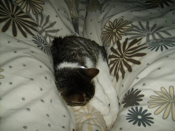 Huskat Trunte † R.I.P. † billede 9