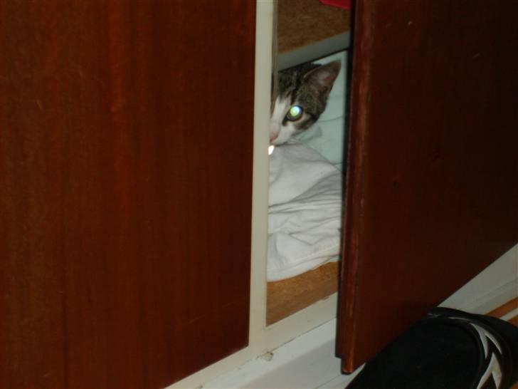 Huskat Trunte † R.I.P. † billede 11