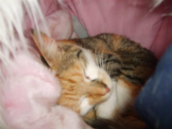 Blanding af racer olympia  billede 14