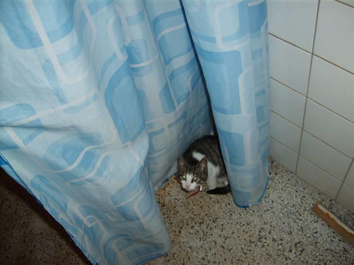 Huskat Trunte † R.I.P. † billede 13