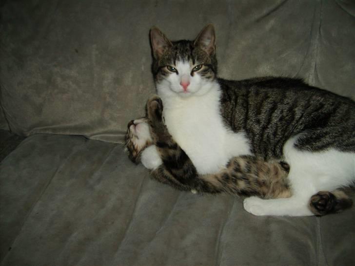 Huskat Trunte † R.I.P. † billede 14