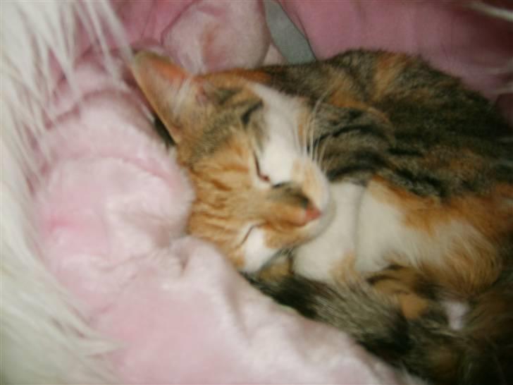 Blanding af racer olympia  billede 15