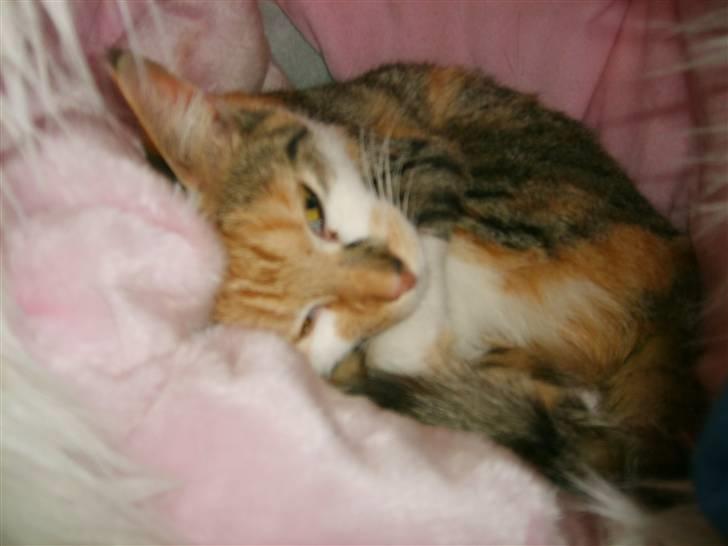 Blanding af racer olympia  billede 16