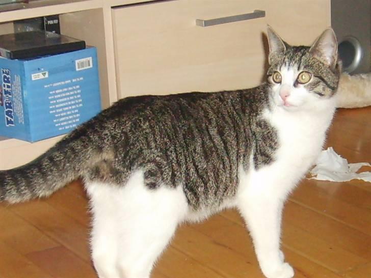 Huskat Trunte † R.I.P. † billede 15