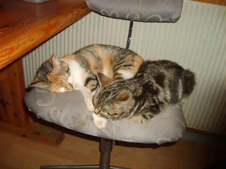 Blanding af racer olympia  billede 17