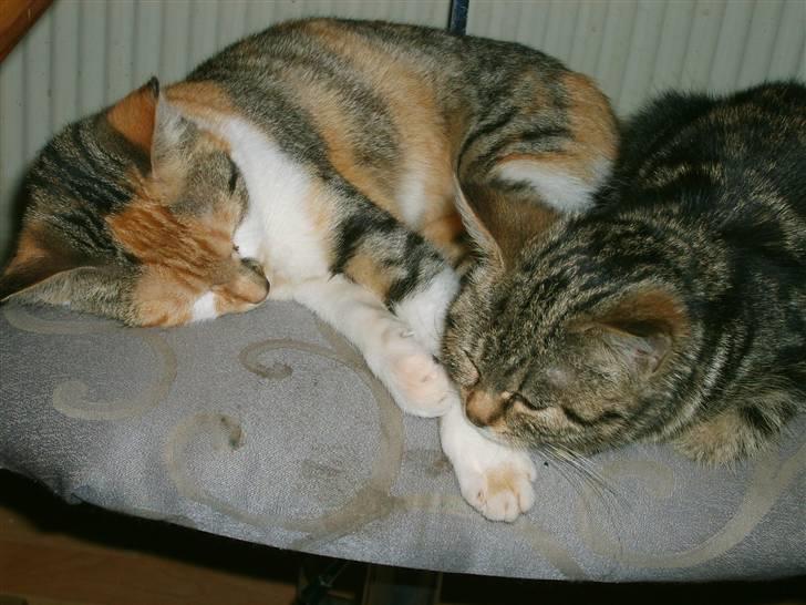 Blanding af racer olympia  billede 18