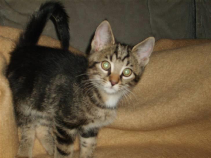 Huskat Sigurd † R.I.P. † billede 17