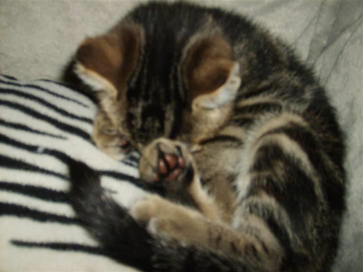 Huskat Sigurd † R.I.P. † billede 18