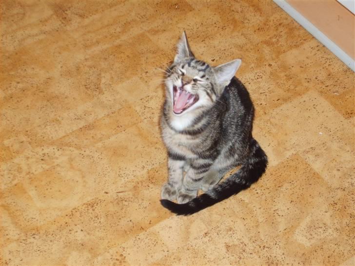 Huskat Sigurd † R.I.P. † billede 19