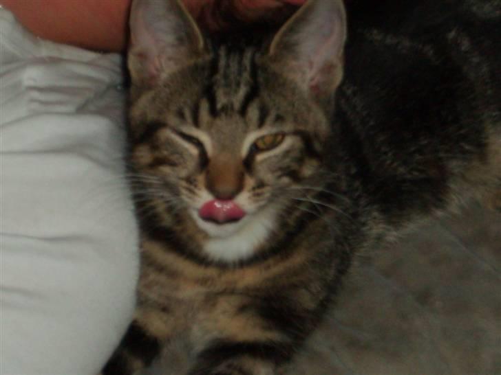 Huskat Sigurd † R.I.P. † billede 20