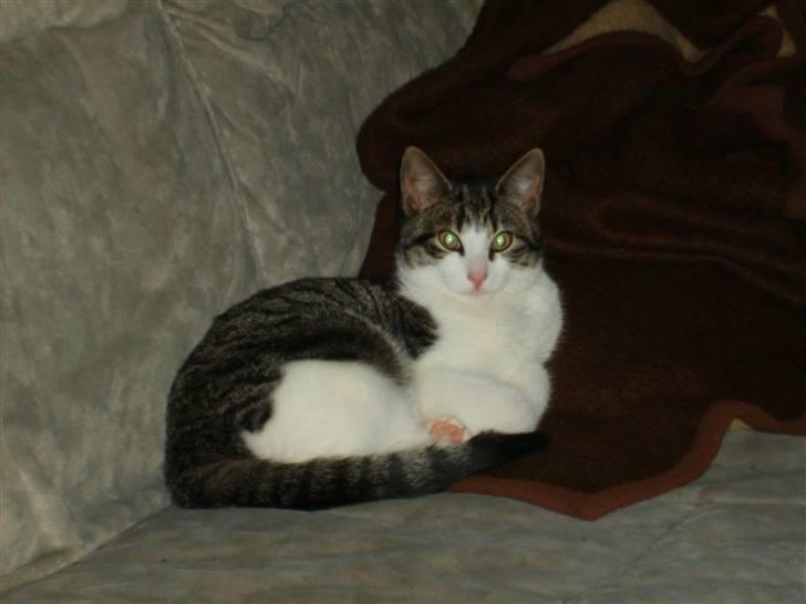 Huskat Trunte † R.I.P. † billede 16