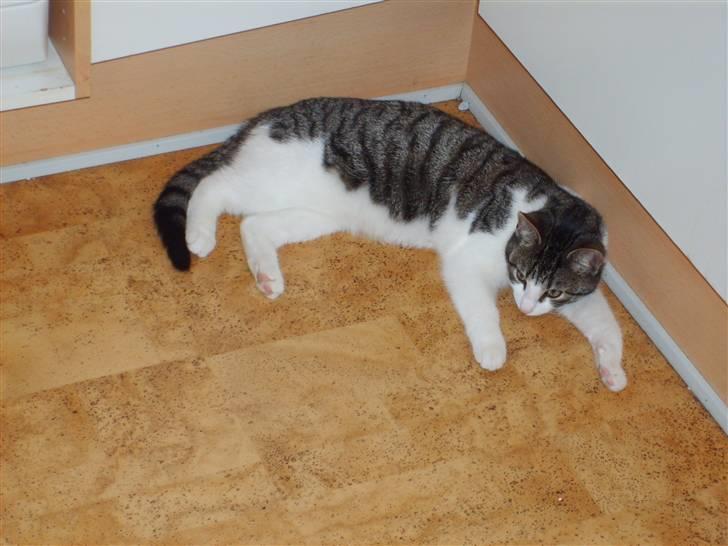 Huskat Trunte † R.I.P. † billede 17