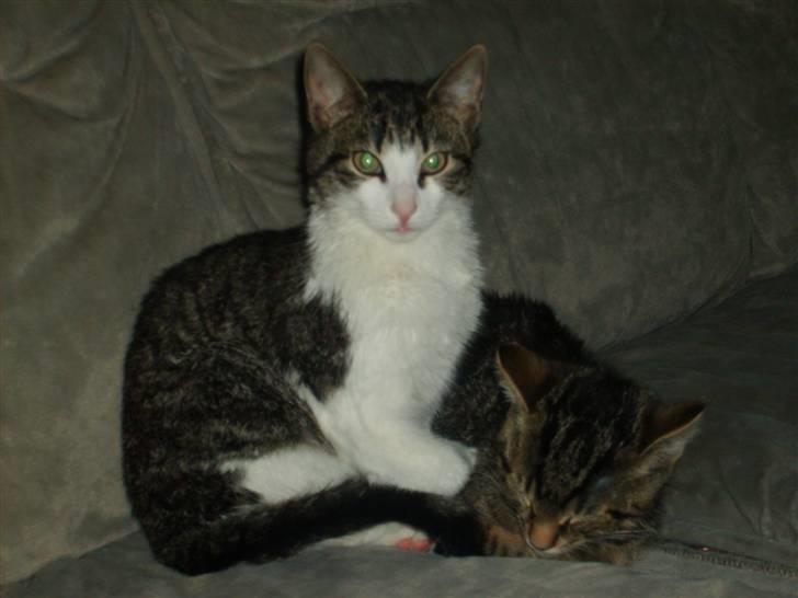 Huskat Trunte † R.I.P. † billede 18