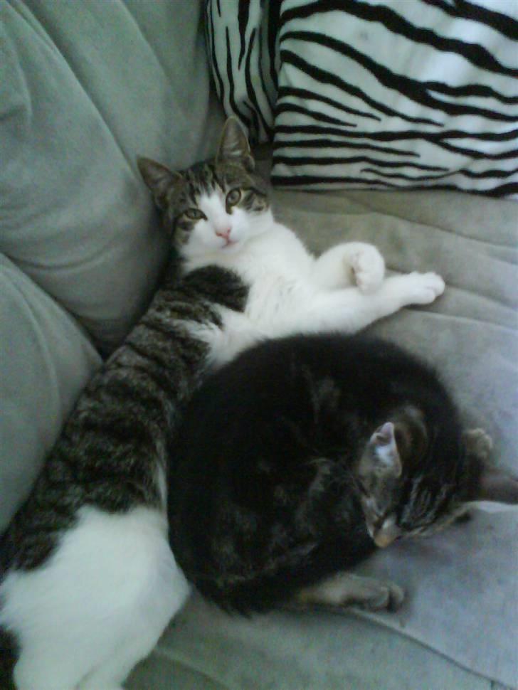 Huskat Trunte † R.I.P. † billede 19