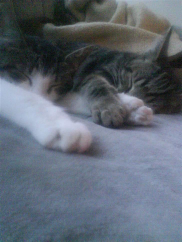 Huskat Trunte † R.I.P. † billede 20