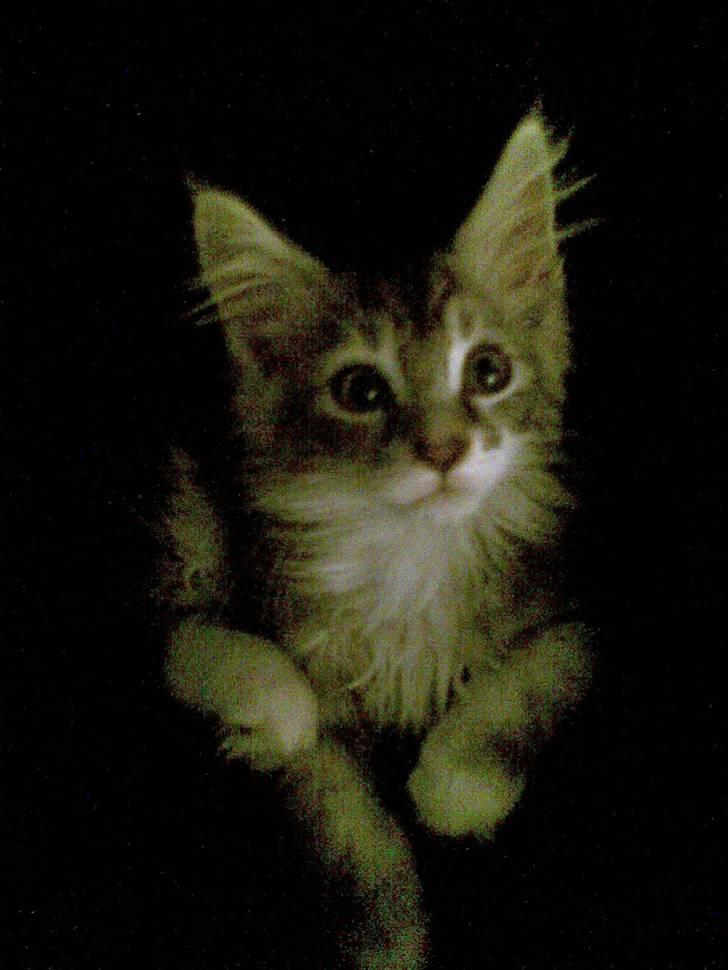 Maine Coon Burzum billede 7